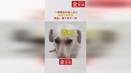 宠物狗凶人怎么教育它的