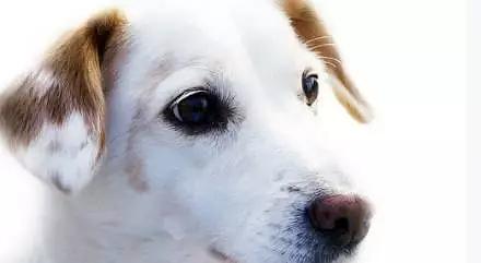 宠物狗一直叫怎么治疗呢