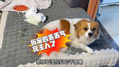 经常打宠物狗会怎么样
