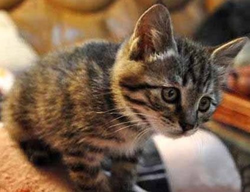 长毛狸花猫多少钱一只