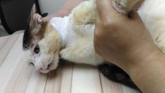 宠物猫突然特别怕人怎么办