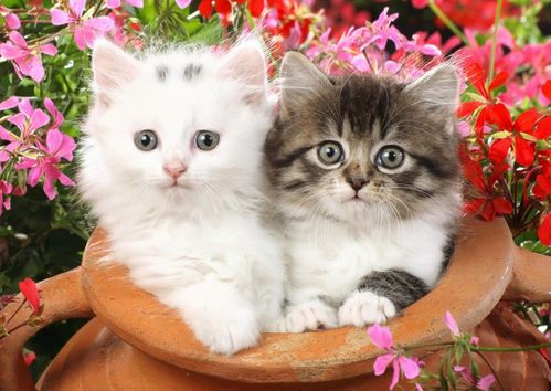 怎么挑到聪明的宠物猫