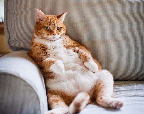 进口宠物猫怎么养活