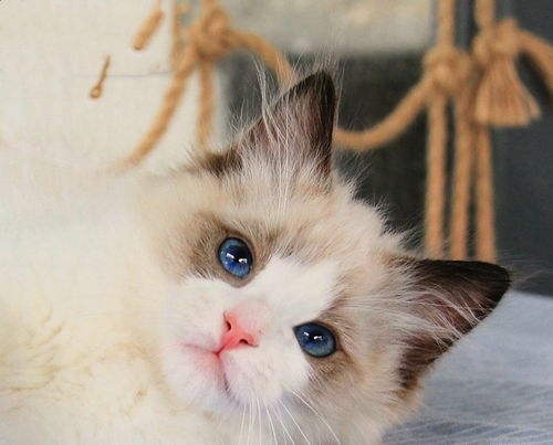 宠物猫仙女猫怎么养活它
