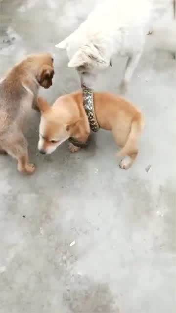 被宠物狗缠住了怎么办啊