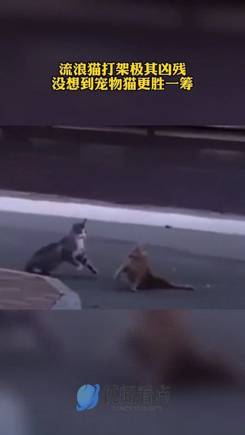 宠物猫和流浪猫怎么攻击