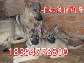 纯种狼青犬多少钱