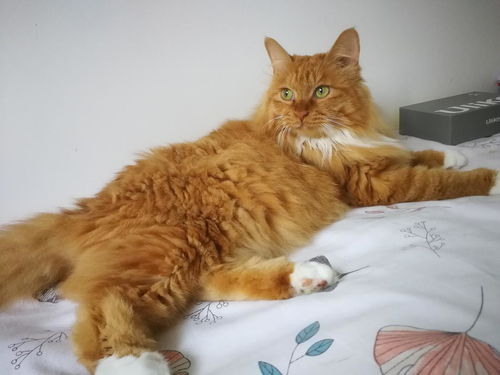 长毛橘猫宠物猫怎么养