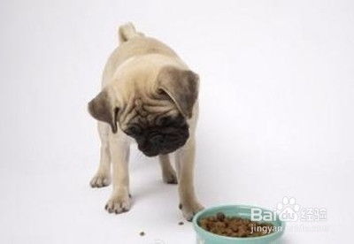 宠物狗吃不吃食物怎么办