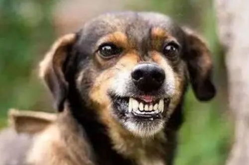 宠物狗狂犬病怎么办