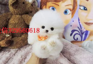 茶杯犬白色多少钱