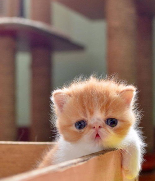 家里宠物猫怎么卖掉