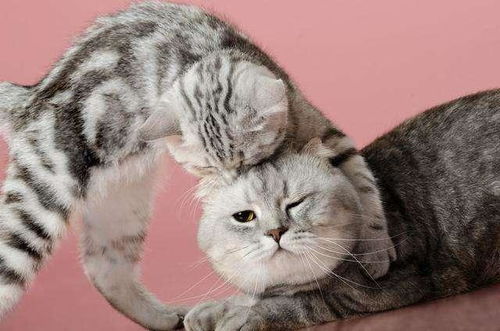 宠物猫怎么不猫传腹