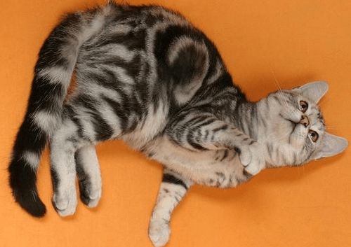 刚买了宠物猫怎么驱虫