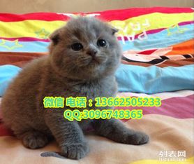 苏格兰蓝猫多少钱