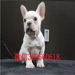 纯种法斗犬多少钱