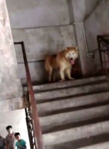 整栋楼的宠物狗怎么办呢