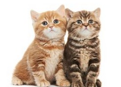 宠物猫销售价格怎么算