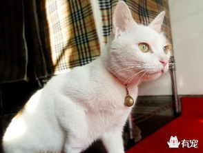 宠物猫项圈怎么选择好