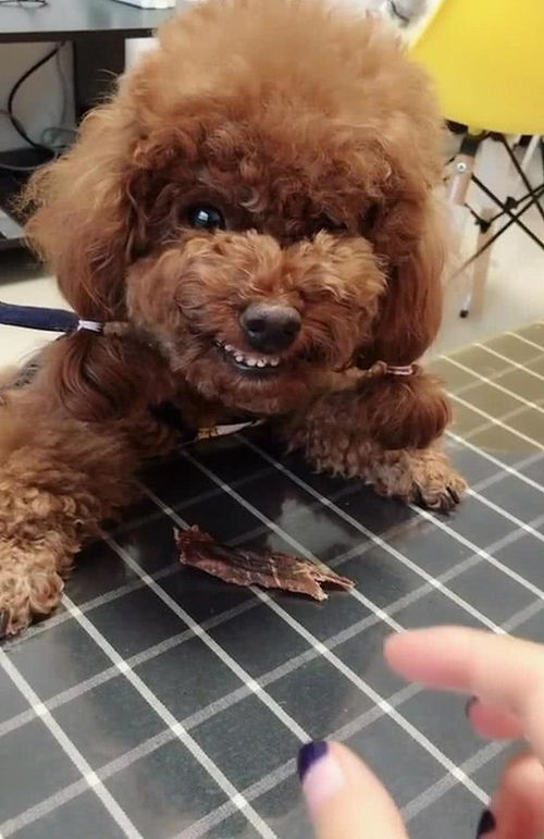 宠物狗看性格怎么看品相