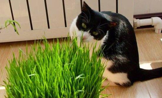 宠物猫不吃草怎么回事儿