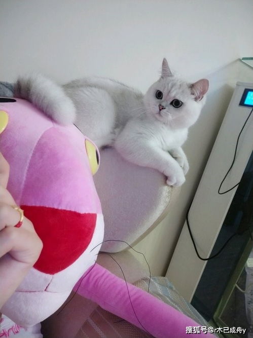 宠物猫奶粉怎么冲泡好