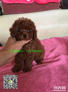 白色贵宾犬多少钱