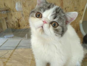 怎么拎宠物猫
