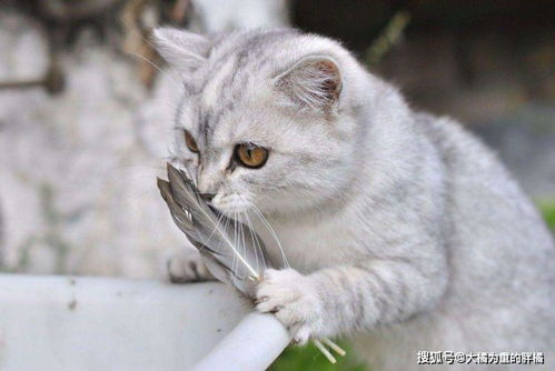 宠物猫溜猫神器怎么用