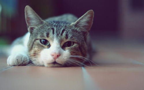 宠物狗跟猫打架怎么办