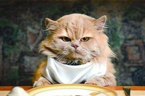 宠物猫怎么外驱