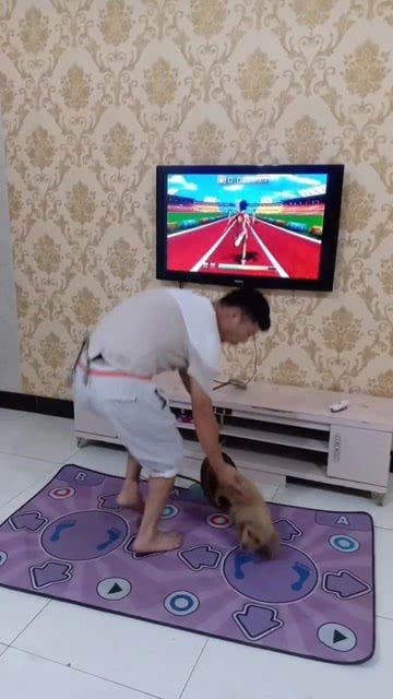 老公刚买的宠物狗怎么办