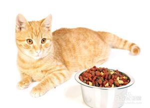 宠物猫粮怎么存放
