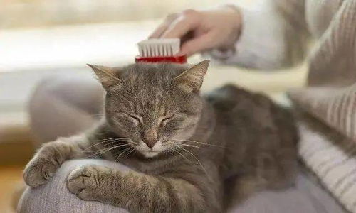 怎么安置宠物猫