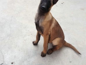 宠物狗粮食马犬怎么喂好