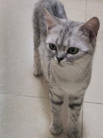 宠物猫在老家怎么养