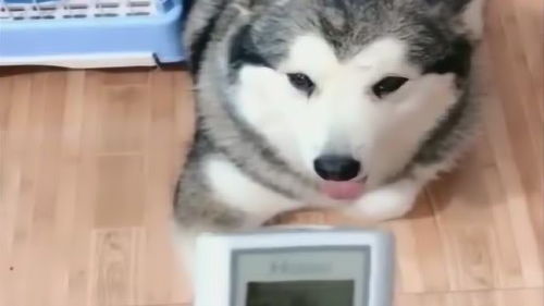宠物狗关空调会怎么样吗