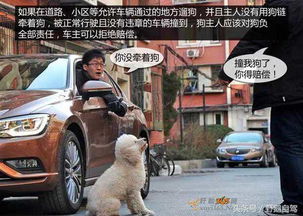 车撞到宠物狗了怎么办