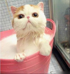 宠物猫免洗喷雾怎么用