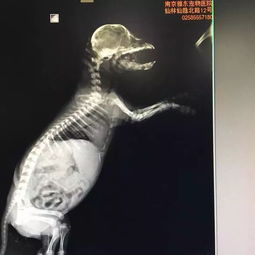宠物狗拍x光怎么拍的