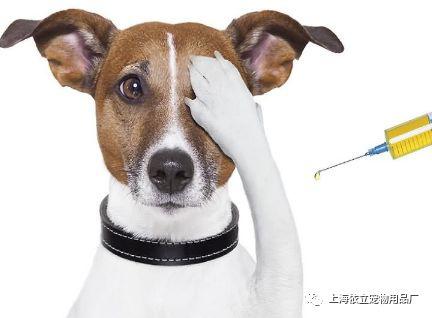 宠物狗怎么会得狂犬病呢