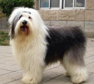 古代英国牧羊犬多少钱