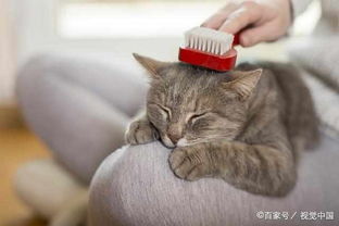 养宠物猫怎么除味