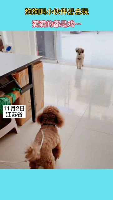 怎么样召唤出来小宠物狗