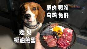 比格犬一天吃多少