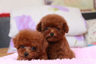 泰迪犬一般多少钱