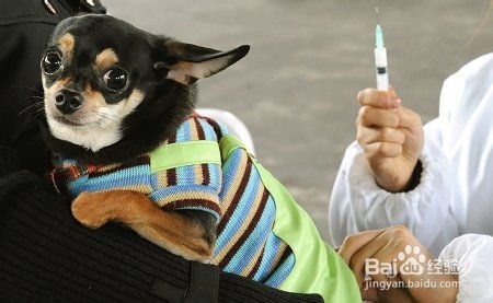 怎么给宠物狗打防疫针