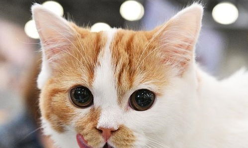 室内微型宠物猫怎么养活