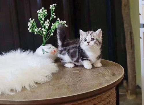 想入宠物猫行业怎么学