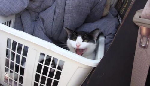 火灾怎么带走宠物猫